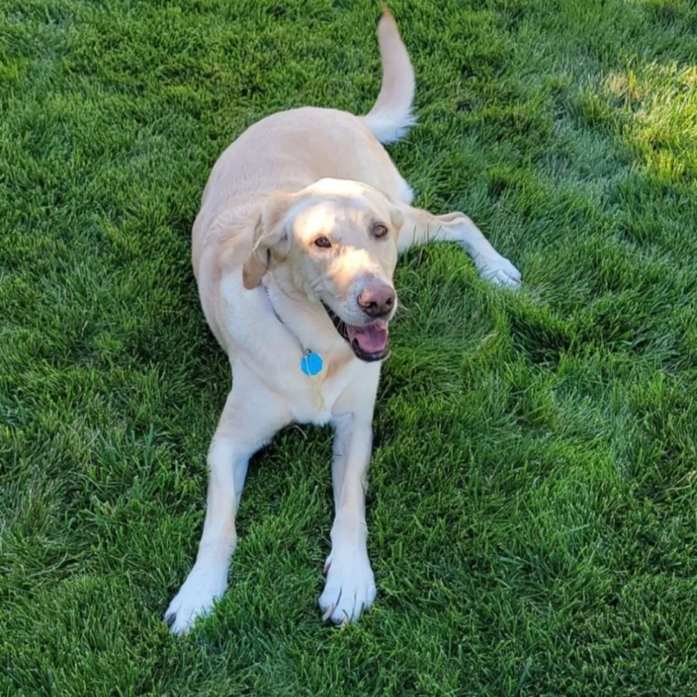 Meet your Posher, Charlie
